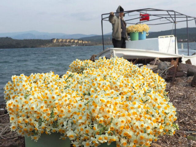 Karaburun Nergis Festivali Turu